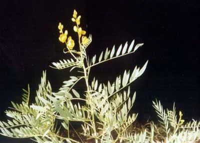 Senna Leaves