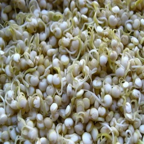 Sudangrass