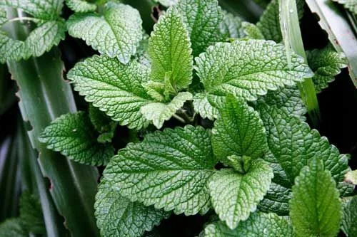 Spearmint oil