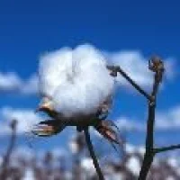 Madical cotton Raw material