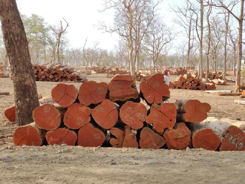 Wood Products