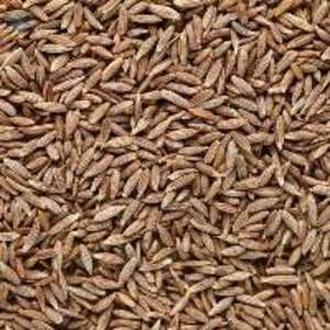 Cumin Seeds - Image 2
