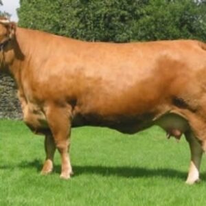  Limousine Cattle 