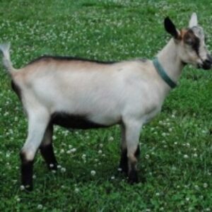 Alpine Goats by  Saro Trading Ltd 