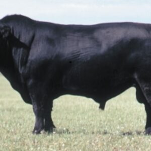Aberdeen Angus Cattles by  Saro Trading Ltd 