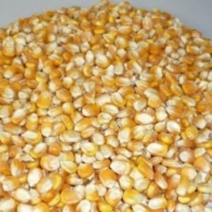 Quality Yellow Maize/corn