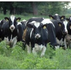  Live Healthy Friesian Holstein Heifers Cow 