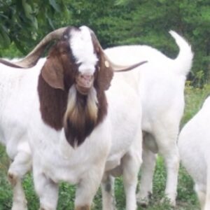  Full Blood Boer Goats 