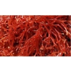Carrageenan by  SBH Foods Pvt. Ltd. 