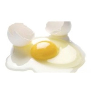 Egg Yolk Powder by SBH Foods Pvt. Ltd.