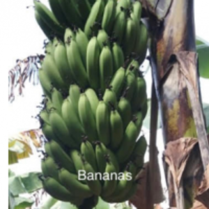 Banana by  Zaria Industries Private Limited 
