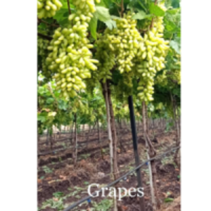 Grapes by  Zaria Industries Private Limited 