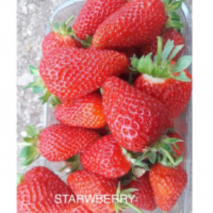  Strawberry  by  Zaria Industries Private Limited 