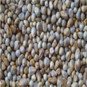 Bajara by  Dugad Agro Foods Pvt. Ltd. 