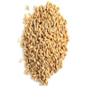 Wheat by  Dugad Agro Foods Pvt. Ltd. 