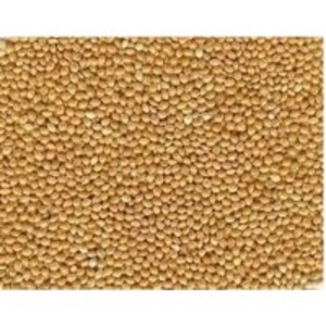 Yellow Green Millet by  Jalaram Agriexports Pvt. Ltd. 