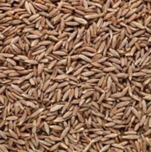  Cumin  by  Cosmos Commodities 