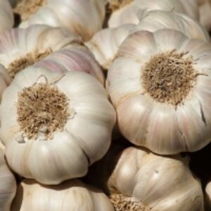 Ooty Garlic by  Cosmos Commodities 