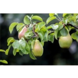 Pears by  Temo Co LLC 