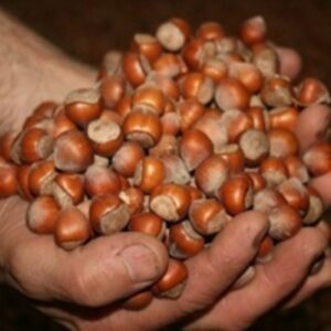 Hazelnuts by  Temo Co LLC 