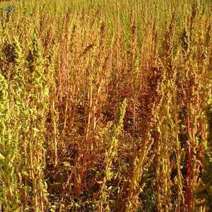 Quinoa by  Allgen Trading International Opc Pvt. Ltd. 