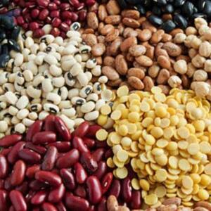 Pulses by  Wealth Export And Import 