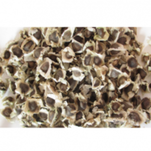 Moringa Seeds by  Topline Exports 