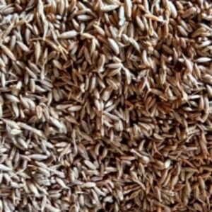 Cumin Seeds by  Nataraj Enterprise 
