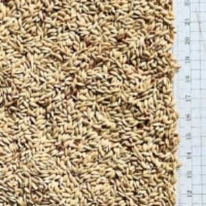 Canary Seeds by  Farm Galushchenko A.b. 