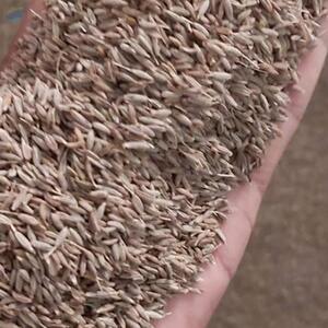 Cumin Seeds 