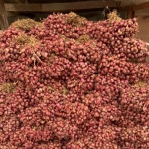 Fresh Shallots by  Cv. Mitra Sejahtera Hortikultura 