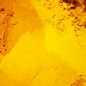 Turmeric by  CV Usra Jaya International  