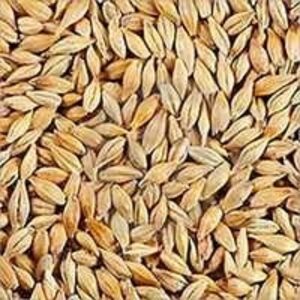 Barley by  Valtree Global Private Ltd 