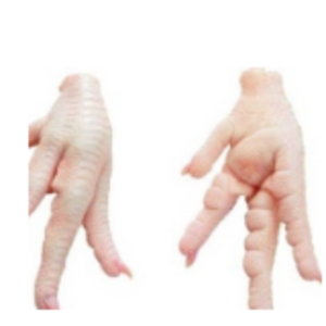 Chicken Paws by  Sri Rudhira Exports 