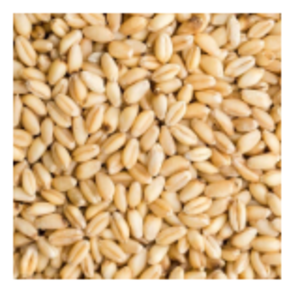 Wheat by  Sri Rudhira Exports 