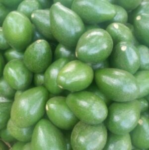 Fresh Avocados by  Artech Solutions LLC 