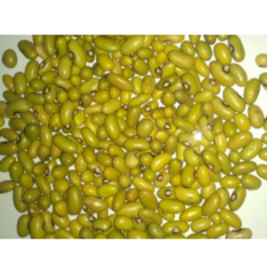 Green / Yellow Kidney Beans by  Rockstar Distributors 
