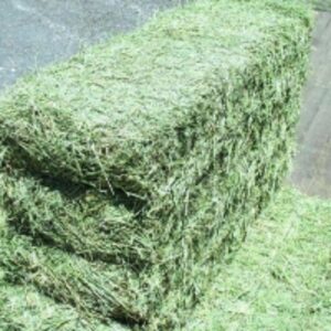  Fresh Alfafa Hay In Bales For Sale 