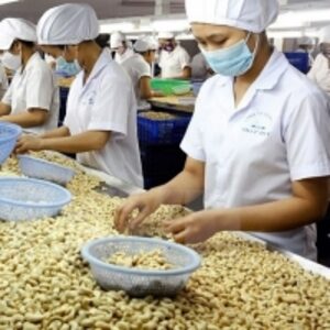 High Quality Cashew Nuts by  Pyramid Trade And Logistics 
