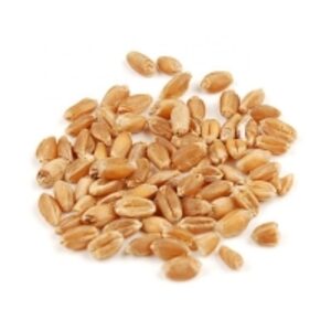  Quality Milling Wheat Grains 