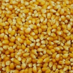 Yellow Corn & White Corn Maize by Pyramid Trade And Logistics
