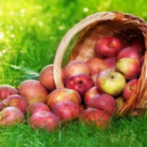 Apple by  Minsa Creation Pvt. Ltd. 