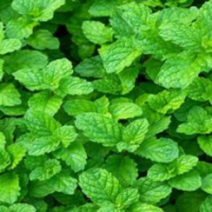 Mint by  Minsa Creation Pvt. Ltd. 