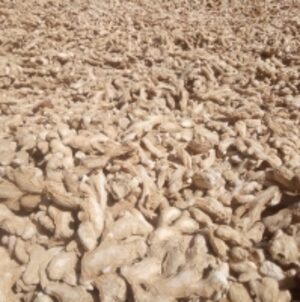  Dry Ginger  (Zingiber Officinale)  by  Greenland Fresco 