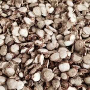  Zedoary Root(Kaempferia Spp)  Dried 