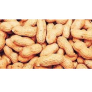 Fresco Peanut by  Greenland Fresco 