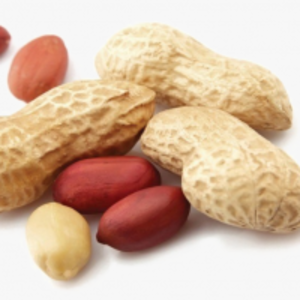 Peanut by  Greenland Fresco 