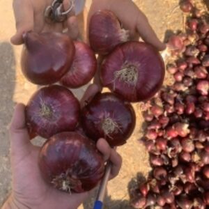 Red Onion by  Delta Green Import Export 
