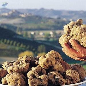 European White Truffles Mushroom by  Gsa Rational Trading (pty ) Ltd 