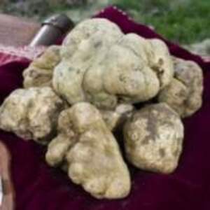 European White Truffles Mushroom - Image 2